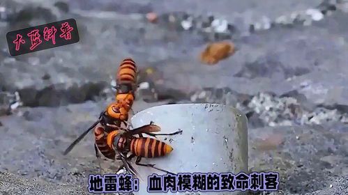 地雷蜂：自然界中的致命猎手
