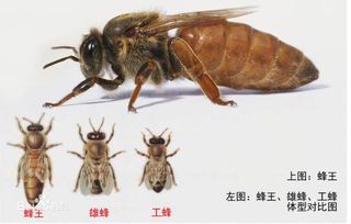 地雷蜂的外形特征及生活习性