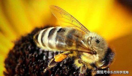 地雷蜂：自然界中的隐形杀手