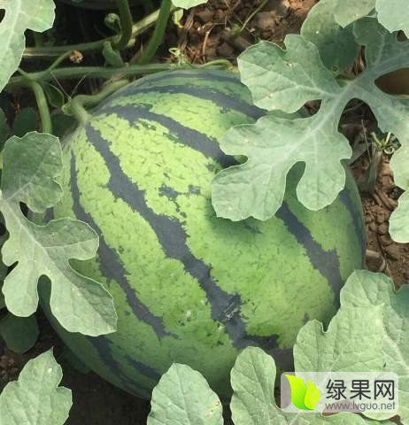 夏日里的甜蜜记忆——地雷瓜