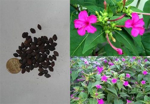 地雷花的学名及其特征