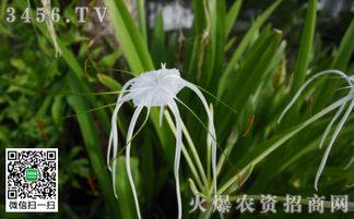 水鬼蕉：神秘的水生幽灵植物