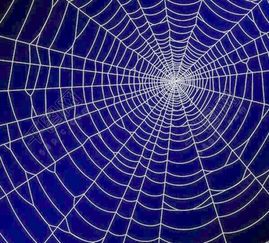 蛛网囊肿：病因、症状与治疗
