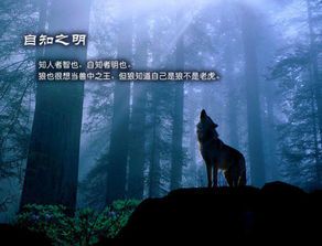 《狼狩猎2：免费在线观影指南与深度解析》