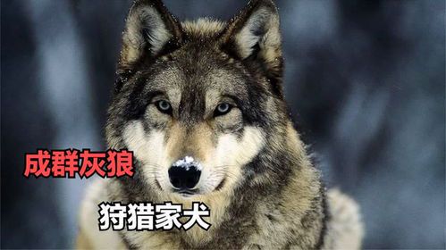《狼狩猎2续作揭秘：片名悬念与观众期待》
