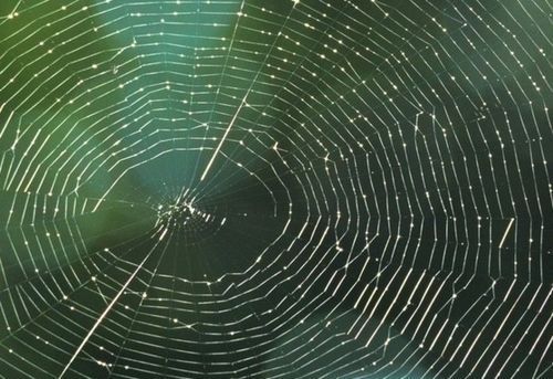蜘蛛网的智慧：自然与商业的完美交织