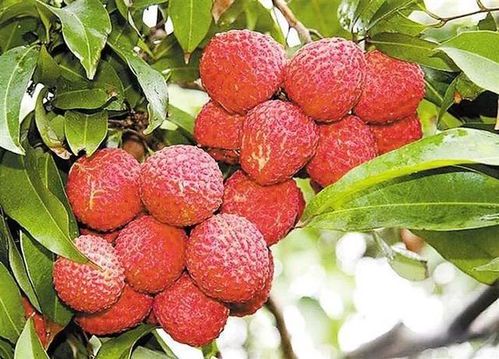南山荔枝产业升级：打造特色农业新标杆