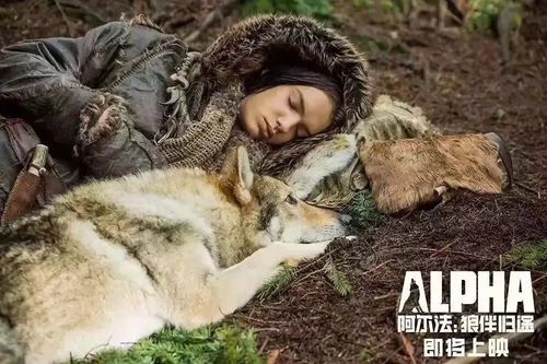 《狼狩猎2》上映时间揭秘：最新动态与观众期待