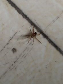 蜘蛛网囊肿在颅内是否严重？