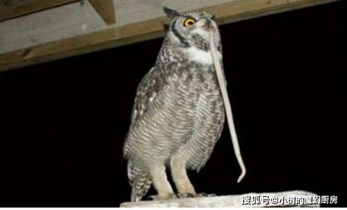 猫头鹰是蛇的天敌吗？