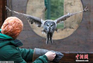猫头鹰与小飞象：跨越差异的友谊