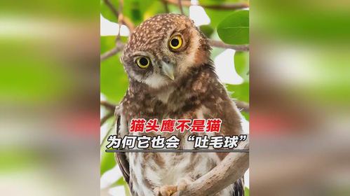 猫头鹰属于猫科动物吗？