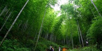 南山竹海：探秘中国竹文化的自然瑰宝