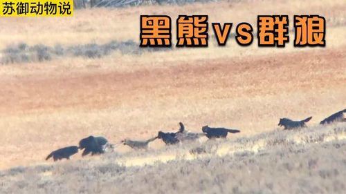 群狼格斗：野性与智慧的较量