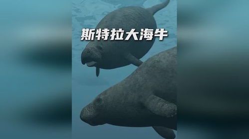 斯特拉大海牛：海洋中的温柔巨兽
