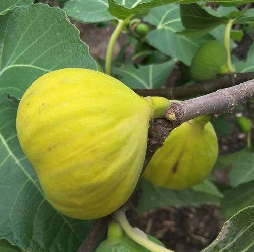 斯特拉无花果：甜蜜多汁的珍稀品种