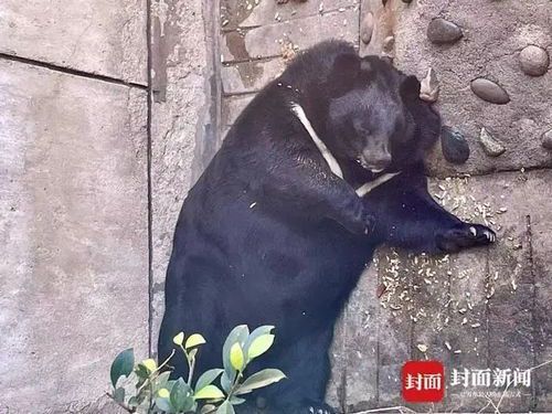 春梦之谜：探寻“一场春梦”背后的动物隐喻