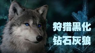 《狼狩猎普通话版：一场丛林法则的视听盛宴》