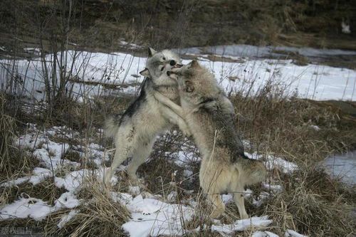 《狼狩猎》：一场人性与野性的生死博弈