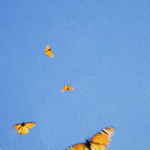 Butterflies歌词-Fiji Blue
